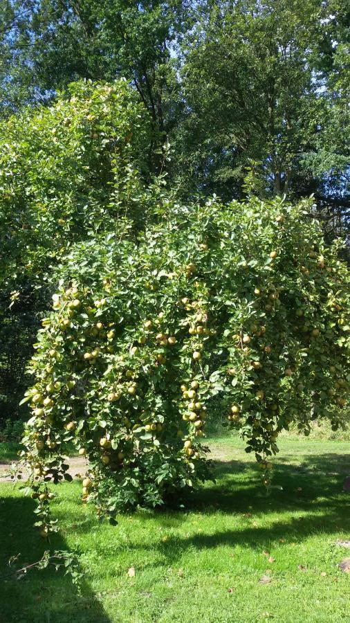 Wohnung Am Wald Witzeeze 外观 照片
